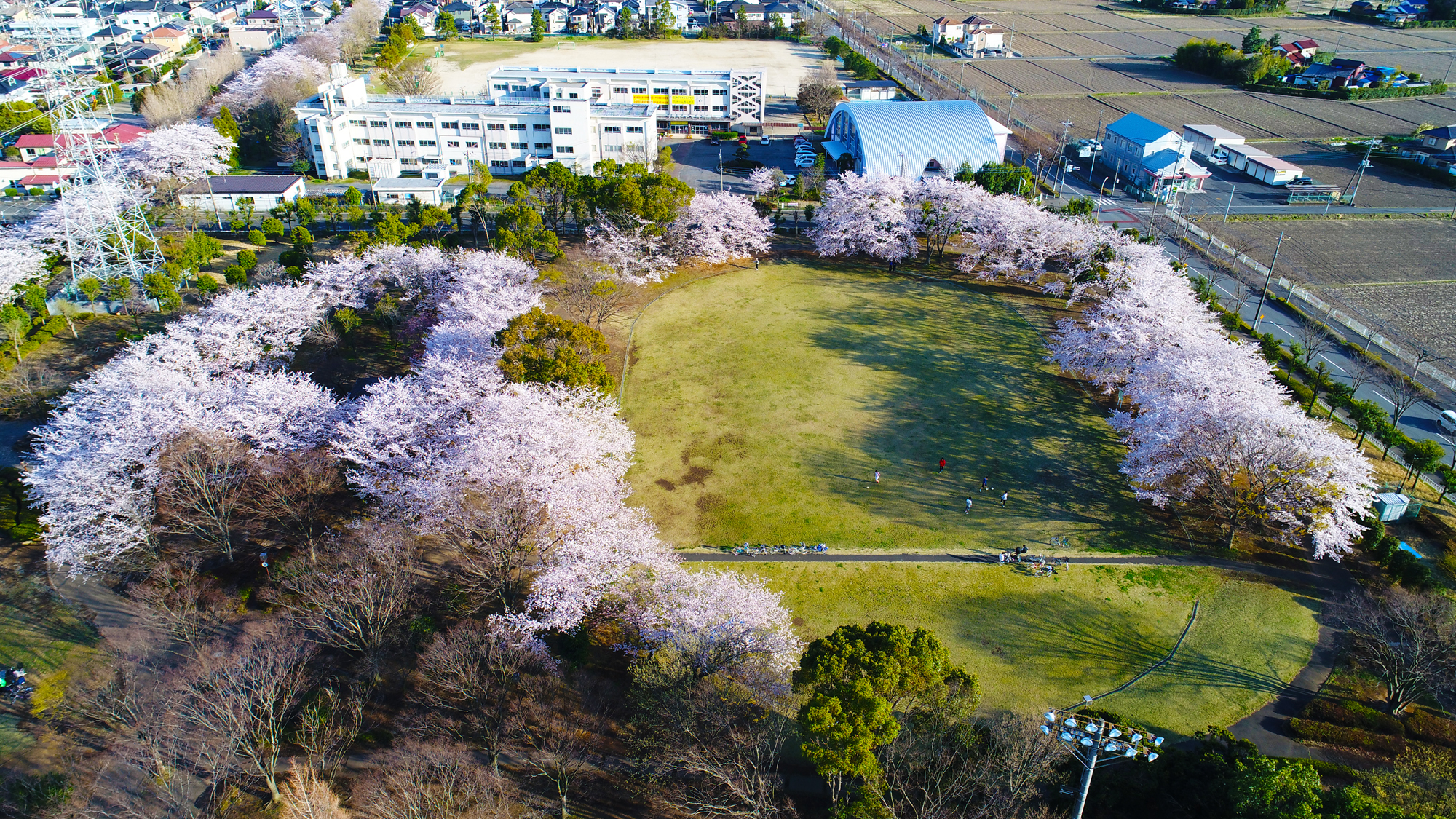 埼玉県杉戸西近隣公園20170407桜