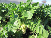 nouen_japanese_radish2 (1)